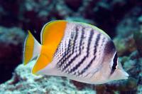 Chaetodon mertensii