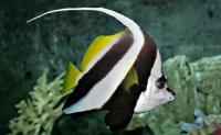 Heniochus acuminatus