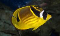 Chaetodon lunula
