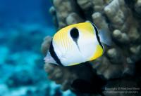 Chaetodon unimaculatus