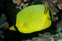 Chaetodon rafflesi