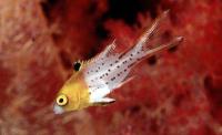 خوک ماهی دم چنگی (Lyretail Hogfish Adult)