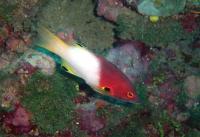 خوک ماهی مرجانی بالغ (Coral Hogfish Adult)