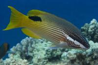 خوک ماهی  زین دار بالغ (Saddleback Hogfish Adult)