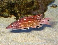 خوک ماهی دیانا بالغ (Dianas Hogfish Adult)