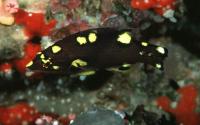 خوک ماهی ماه گرفته نابالغ (Eclipse Hogfish Juvenile)