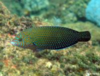 راس خال آبی (Bluespotted Wrasse)