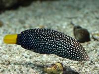 راس دُم نواری (Yellow Tailband Wrasse)