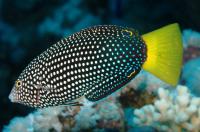 راس دُم زرد (Yellow-Tail Wrasse)