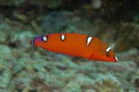 راس دلقک  دُم زرد نابالغ (Yellow Tail Clown Wrasse Juvenile)