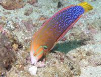 راس دلقک دُم زرد بالغ (Yellow Tail Clown Wrasse Adult)