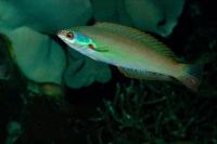 راس یاماشیرو (Yamashiros Wrasse Adult)