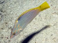 راس چابک (Argus Wrasse Adult)