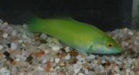 راس سبز بالغ (Green Wrasse Adult)