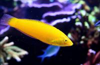 راس طلایی بالغ (Golden Wrasse Adult)