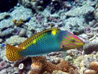 راس شطرنجی بالغ (Checkerboard Wrasse Adult)