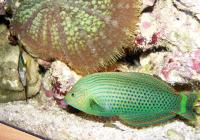 راس تیره بالغ (Dusky Wrasse Adult)