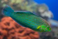 راس نوک نارنجی بالغ (Orange-Tipped Wrasse Adult)