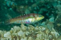 راس باله خالدار بالغ (Spotted-Finned Wrasse Adult)