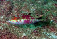 راس تصویری (Picture Wrasse Adult)