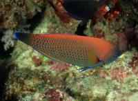 راس دندان قلمی (Chiseltooth Wrasse)