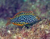 راس پلنگی بالغ (Leopard Wrasse Adult)