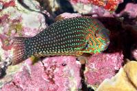 راس پلنگی قلابی بالغ (False Leopard Wrasse Adult)