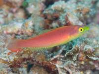 راس دُم کوتاه ماده (Smalltail Wrasse Female)