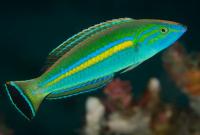 راس دُم کوتاه نر (Smalltail Wrasse Male)