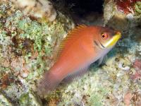 راس بی رنگ (Disapperaring Wrasse)