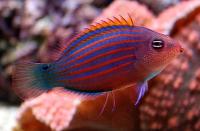 راس 6 خط (Sixstripe Wrasse)