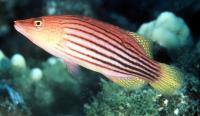 راس 8 خط (Eightstripe Wrasse)