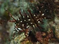 راس اژدها نابالغ (Dragon Wrasse Juvenile)