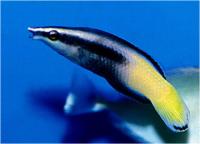 راس آرایشگر دو رنگ بالغ (Bicolored Cleaner Wrasse Adult)