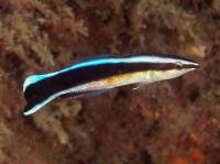 راس آرایشگر بالغ (Cleaner Wrasse Adult)