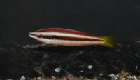 راس آرایشگر سرگردان بالغ (Wandering Cleaner Wrasse Adult)