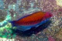 راس فرشته کمر آبی ماده (Blue-Sided Fairywrasse Female)