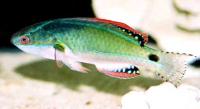 راس فرشته دلپسند ماده (Exquisite Fairywrasse Female)