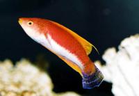 راس فرشته فیلامنت زرد ماده (Yellow Filament Fairywrasse Female)