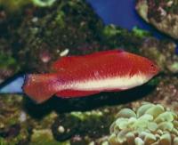 راس فرشته فیلامنت زرد نر (Yellow Filament Fairywrasse Male)