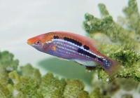 راس سلبس Celebes Lubbock Fairywrasse