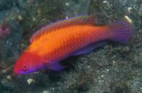 راس لوبوک (LubbockS Fairywrasse)