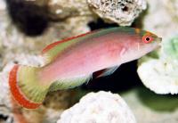 راس فرشته روبری ماگیناتوس (Rubrimaginatus Fairywrasse)