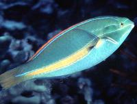 راس خط آبی نر (Blueline Wrasse Male)