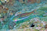 راس فایو استیپ نر (Fivestipe Wrasse Male)