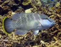 راس تاج دار (Humphead Wrasse)