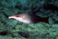 راس پرنده ماده (Bird Wrasse Female)