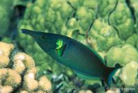 راس پرنده نر (Bird Wrasse Male)