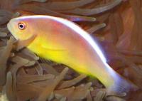 دلقک ماهی اِسکانک (Skunk-Striped Clownfish)