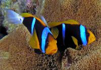 شقایق ماهی باله نارنجی (Orange-Finned Anemonefish Papua)